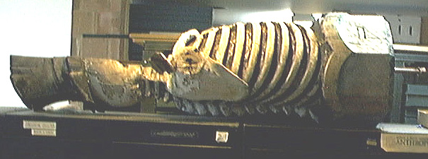 skeleton on its side, currently stored
